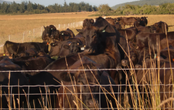 <strong>神戶牛的養殖方式有哪些特點，提高肉質的關鍵是什麼?</strong>