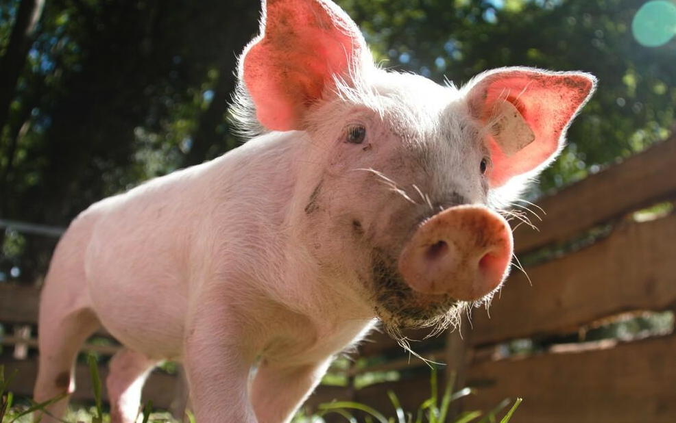 豬飼料中加入複合酶製劑有哪些好處，怎麼使用?