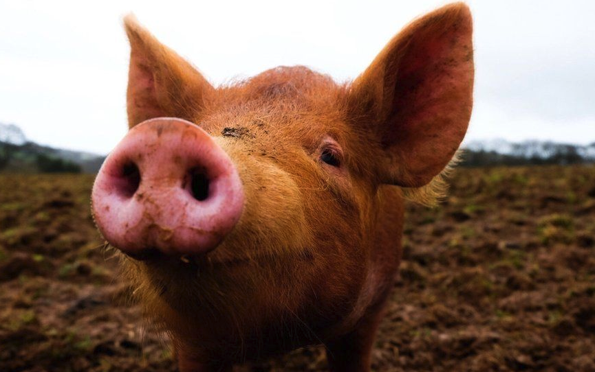 豬飼料中加入複合酶製劑有哪些好處，怎麼使用?