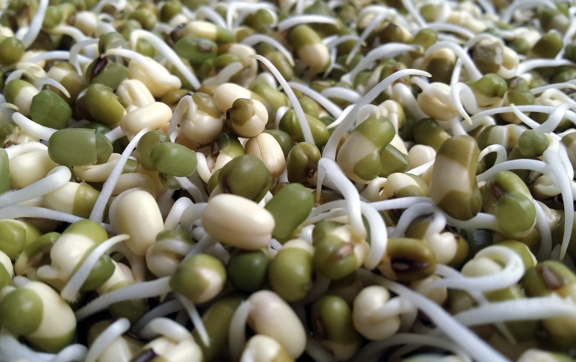 綠豆芽的生長周期是多久，如何培育？