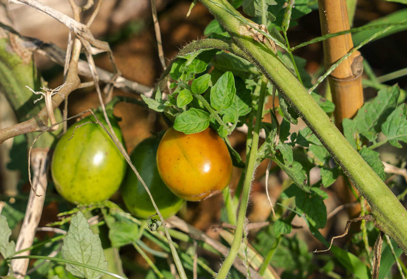 植寶素是什麼肥料，可以施用於番茄嗎？