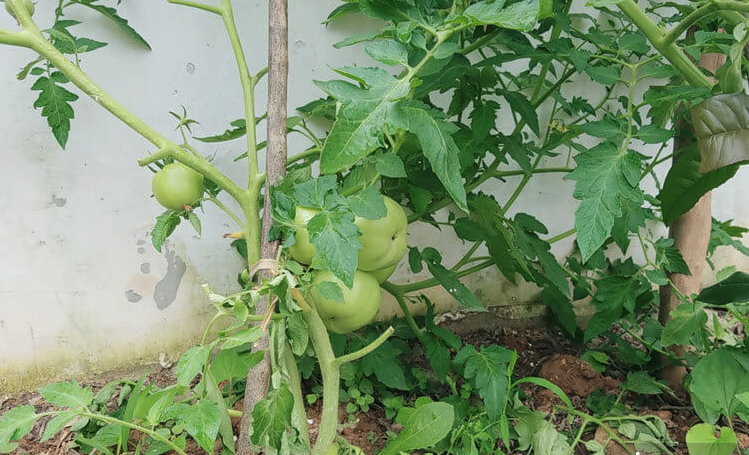 植寶素是什麼肥料，可以施用於番茄嗎？