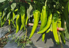 <b>粵椒對溫度和水分有哪些要求，可以進行反季節種植嗎？</b>