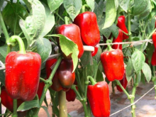 <b>甜椒的生長周期多久，對光照和土壤有哪些影響？</b>