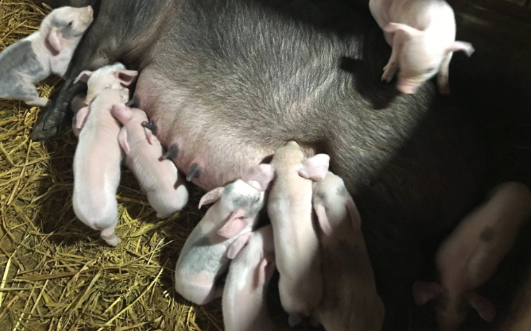 母豬帶仔的時期對飼料有哪些要求,如何補充營養和產奶量?