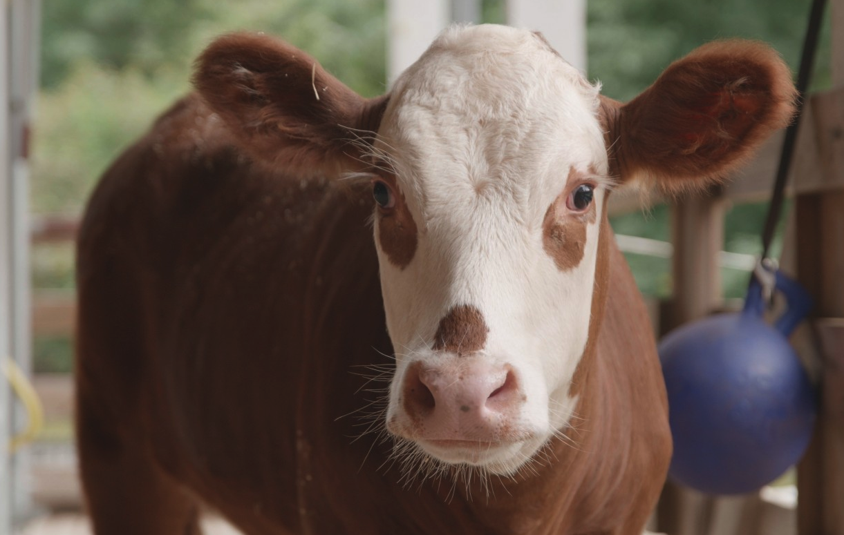 肉牛生長周期需要多久,飼料中添加什麼可以增加肉的色澤?