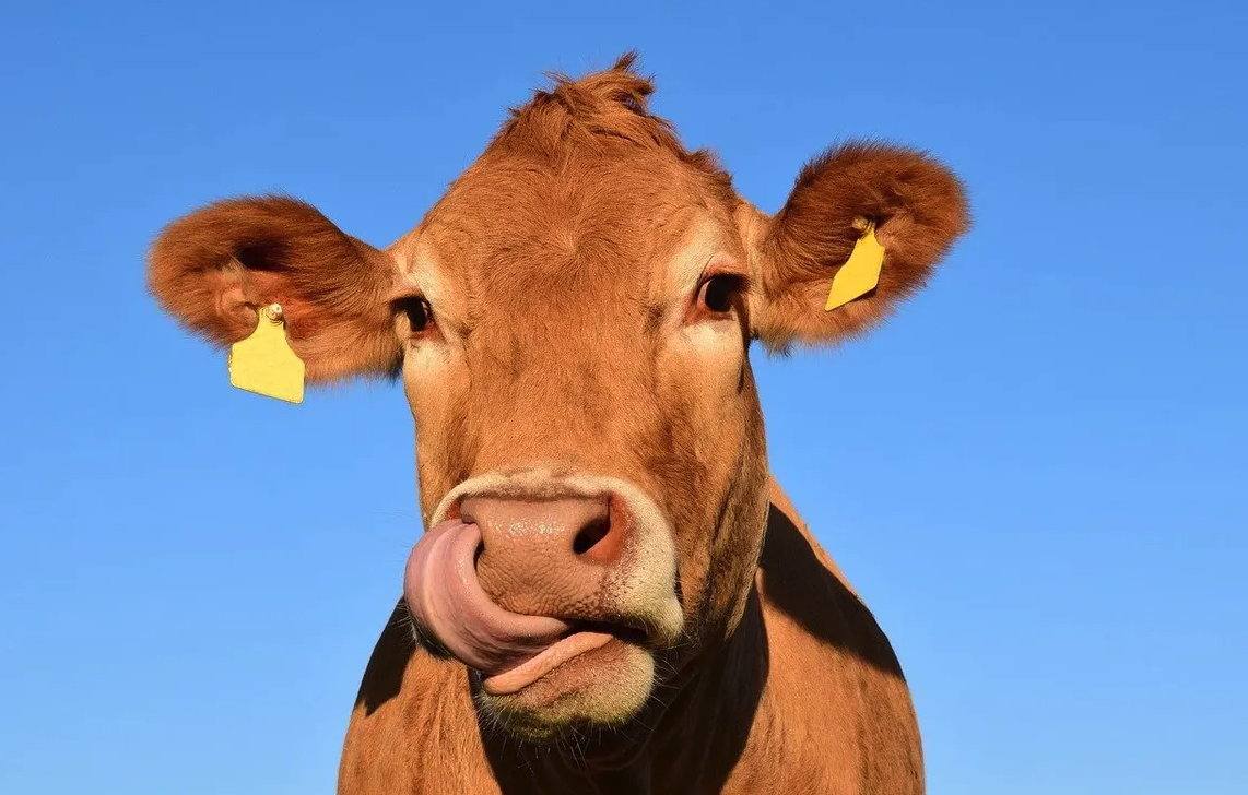 肉牛生長周期需要多久,飼料中添加什麼可以增加肉的色澤?