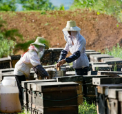 <strong>人工養蜂重在繁育管理方法</strong>