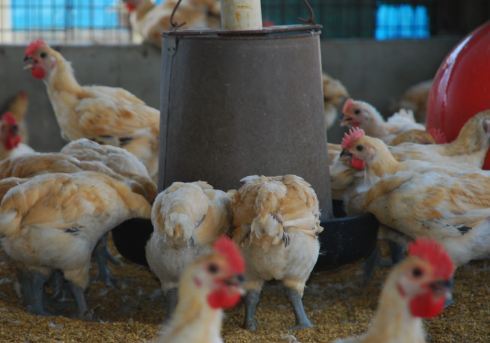 雞飼料中如何正確加入葉酸，量應該如何控製？