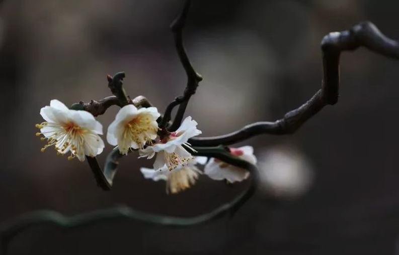 龍遊梅對溫度和土壤有什麼要求，花期在什麼時候?