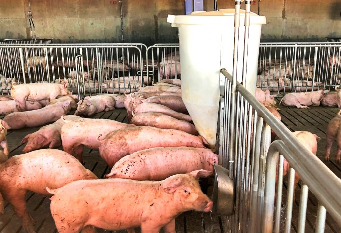 抗壞血酸可以添加到豬飼料中嗎，有哪些好處？