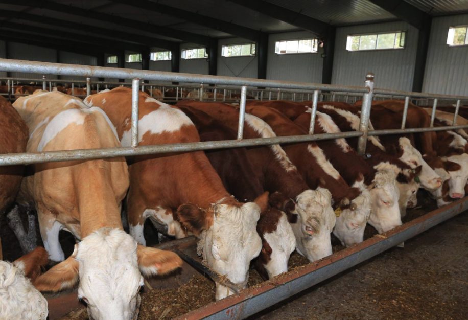 牛消化道感染沙門氏菌有哪些症狀，如何進行防治？