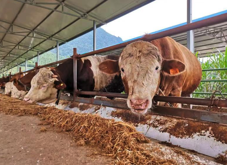 氯羥呲啶加入到牛飼料有什麼好處？