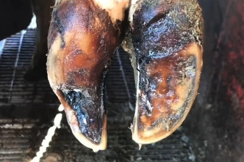 牛蹄出膿是什麼原因,如何進行修剪?