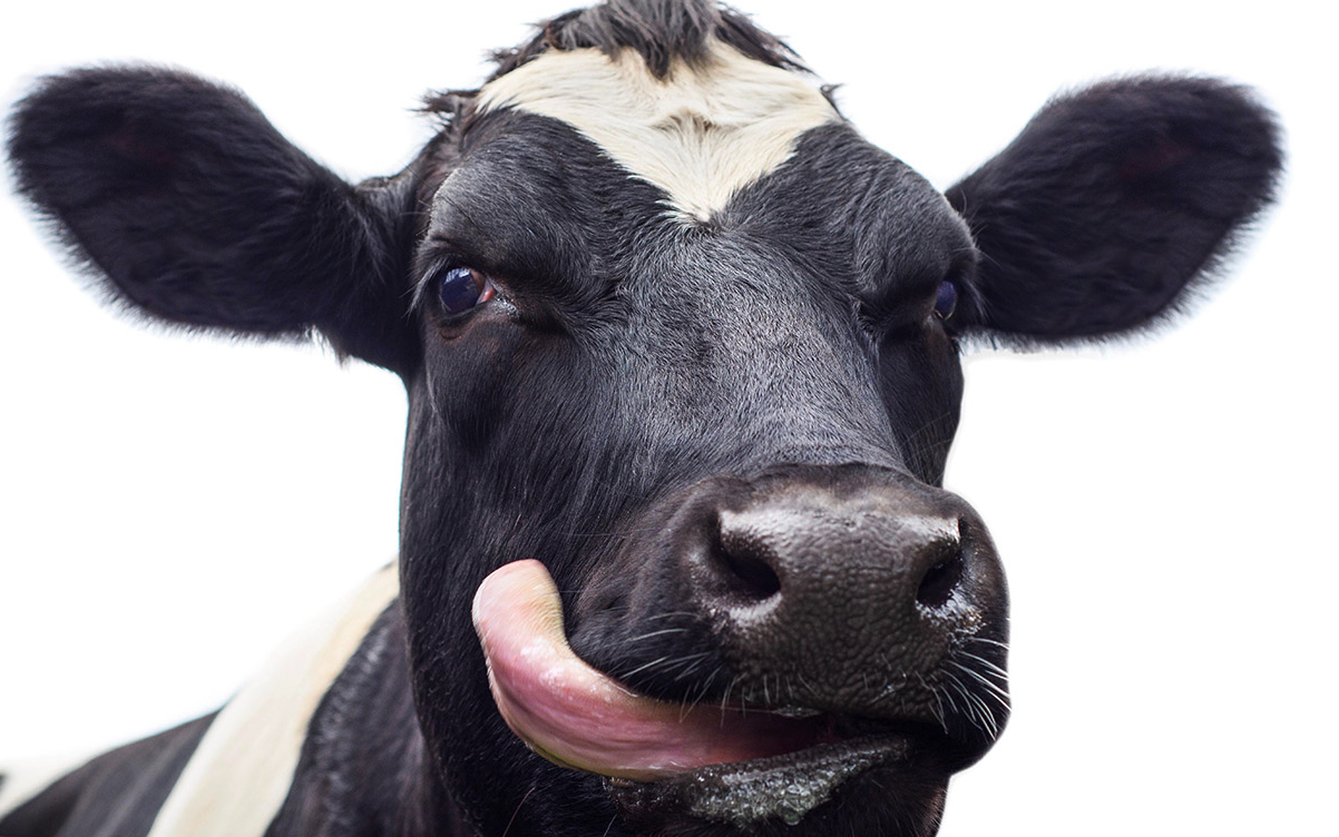 牛飼料中如何補充銅元素，牛體內缺銅有哪些影響?