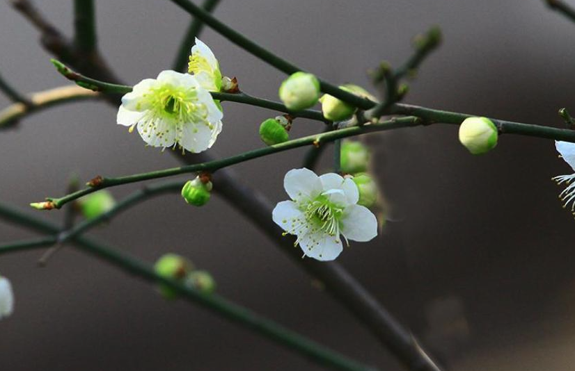 綠萼梅花期在什麼時候,有什麼藥用價值?