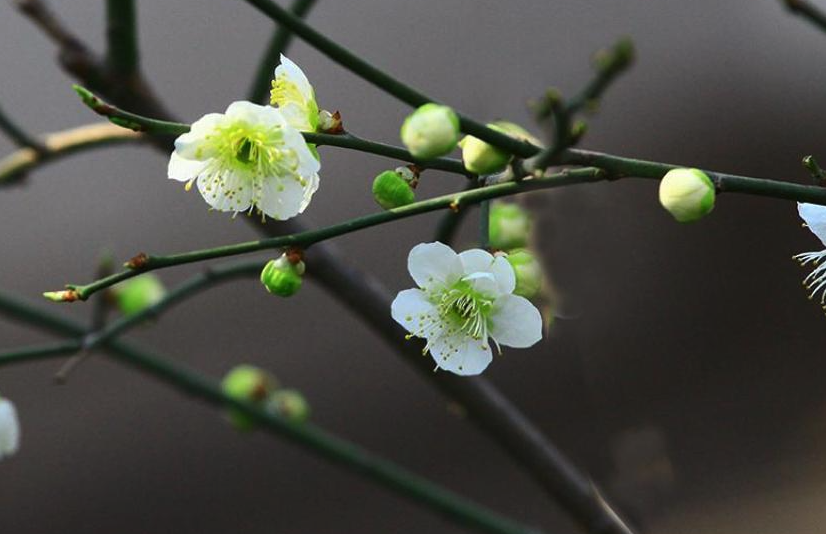 綠萼梅花期在什麼時候，有什麼藥用價值？