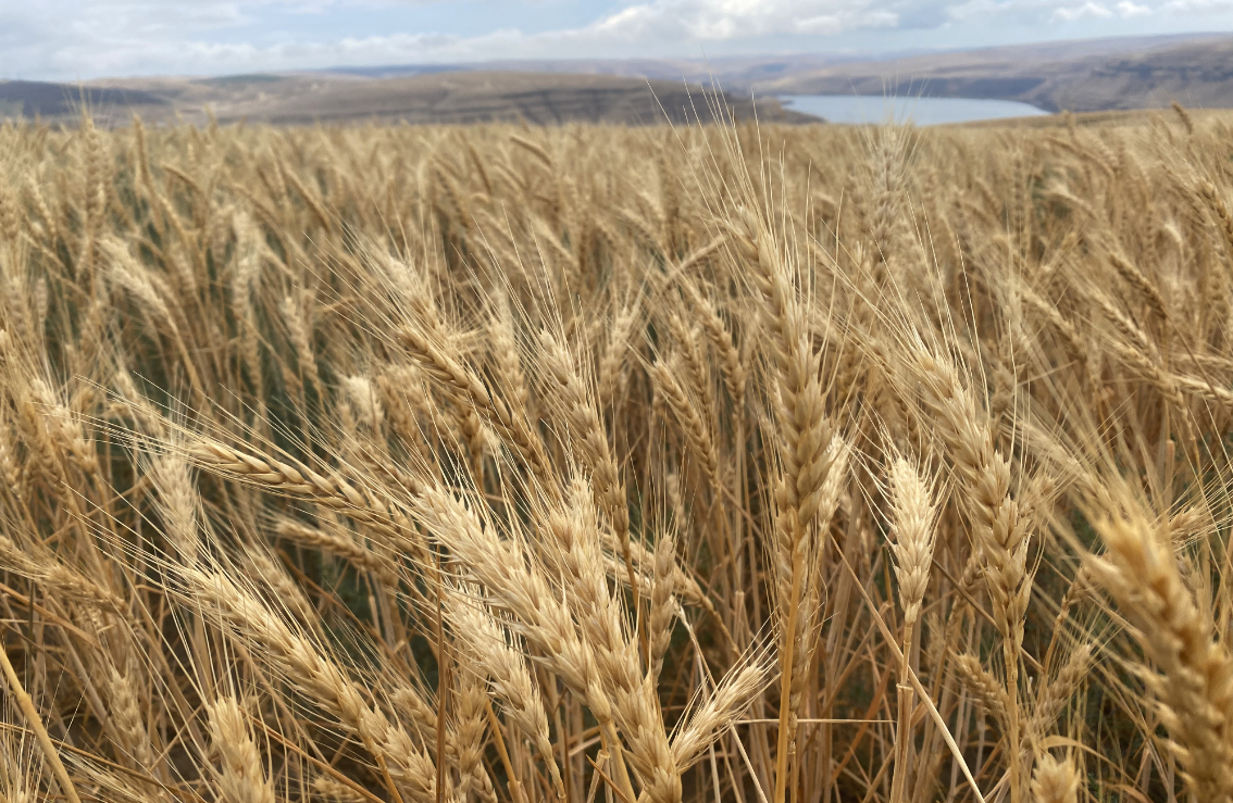 鹽堿地是如何形成的，如何改良可以種植小麥?