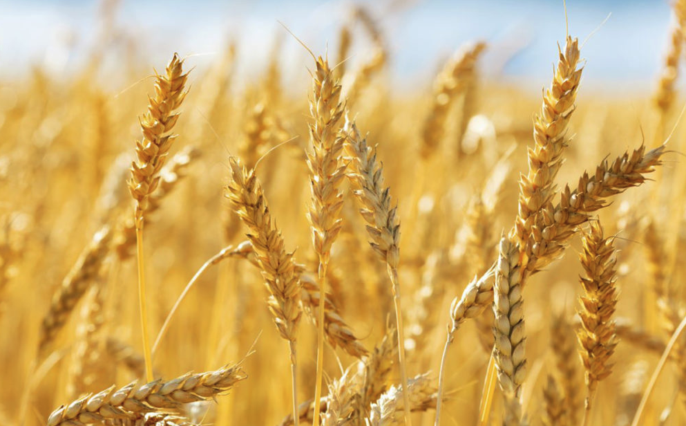 鹽堿地是如何形成的，如何改良可以種植小麥?