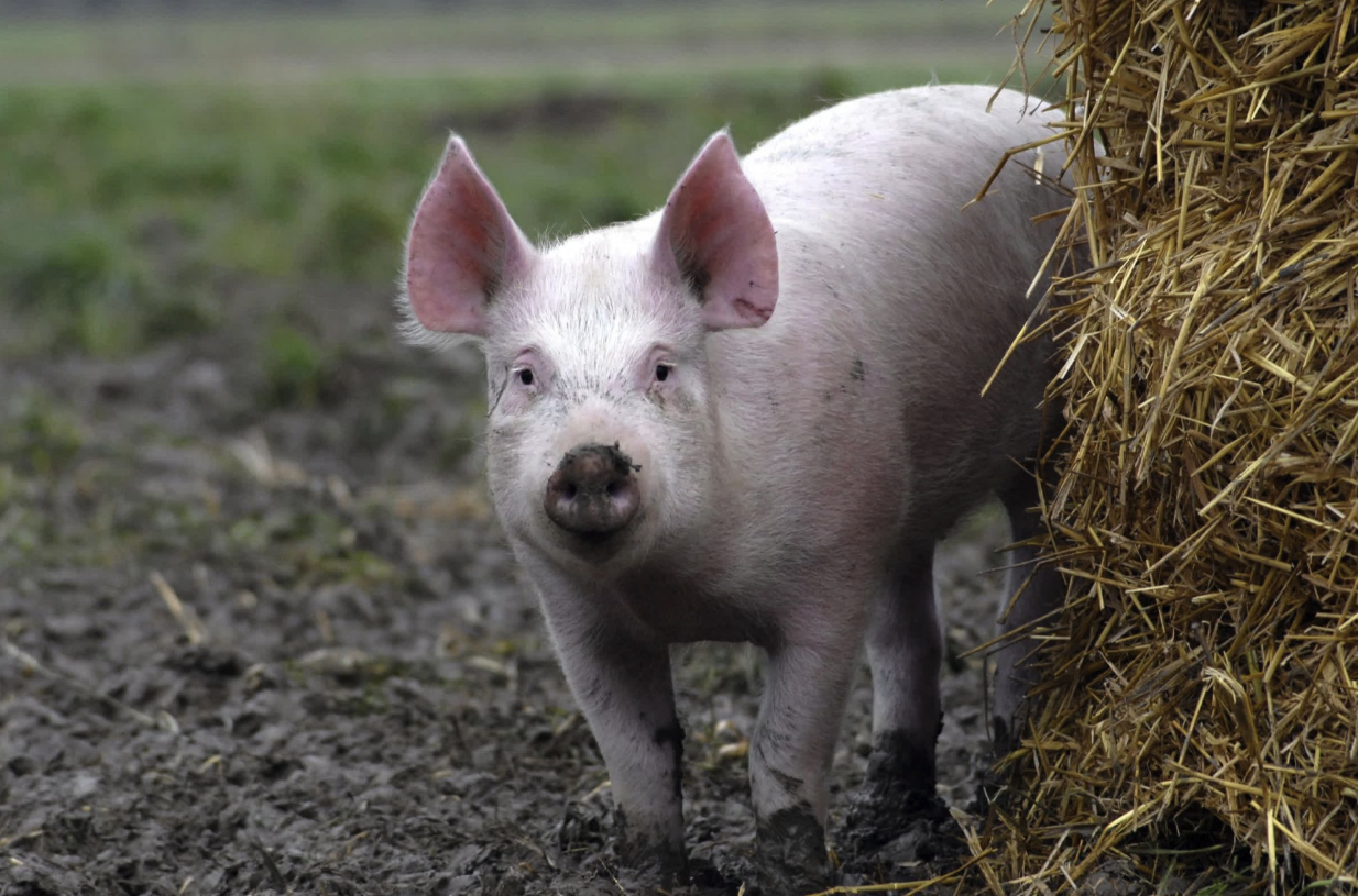 幹草粉可以加入到豬飼料中嗎，有哪些好處?