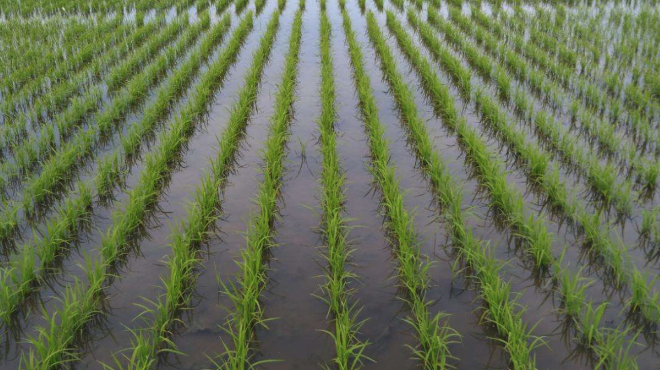 低溫傷害會對水稻產生什麼影響，如何進行防治?