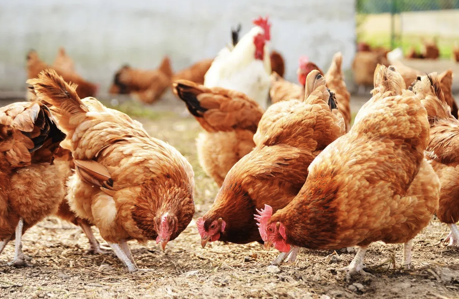雞飼料中鈣和磷比例失調會對雞有哪些影響?