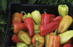 <b>吉普賽彩色甜椒大棚種植和露天種植的區別和優勢？</b>