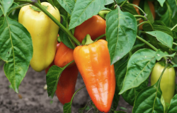 <b>吉普賽彩色甜椒如何培養種子，需要什麼條件？</b>