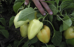 <b>吉普賽彩色甜椒有什麼經濟價值，如何進行栽種？</b>