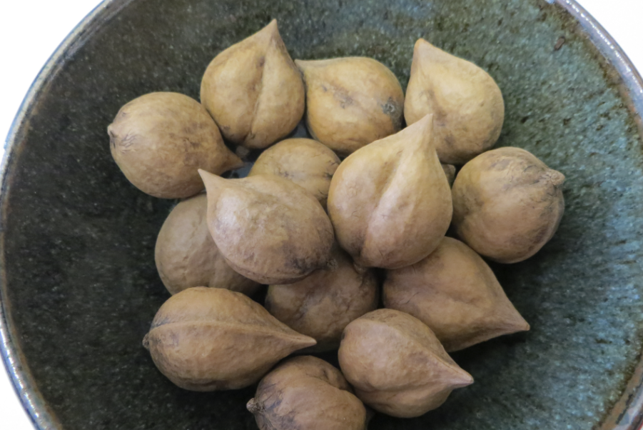 日本核桃有哪些營養價值和經濟價值?