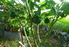 <b>貝爾彩色甜椒的種植方法和注意事項介紹？</b>