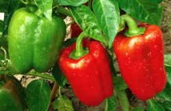 <b>貝爾彩色甜椒主要在哪些地區種植，對生長環境有什麼要求？</b>
