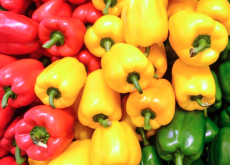 <strong>貝爾彩色甜椒有什麼營養價值和經濟價值？</strong>