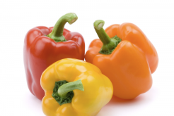 <b>巴拿馬彩色甜椒栽種方法和注意事項介紹？</b>