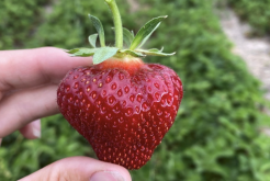<b>幸香草莓如何進行分株繁殖，需要注意什麼？</b>