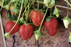 <b>幸香草莓如何進行種子培育和催芽？</b>