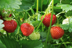 <b>幸香草莓如何進行大棚種植，有哪些注意事項？</b>