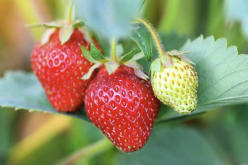 <b>幸香草莓有哪些形態特點，主要種植在哪些地區？</b>
