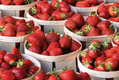 <b>章姬草莓常見的病蟲害有哪些，如何防治？</b>