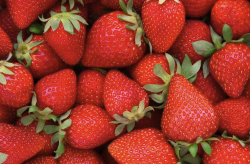 <strong>章姬草莓對生長環境有哪些要求？</strong>