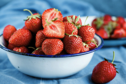 <b>章姬草莓在大棚種植和露天種植那個更好？</b>
