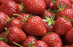<strong>章姬草莓有什麼經濟價值，一年可以生長幾季？</strong>