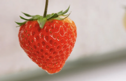 <b>章姬草莓主要在哪些地區種植，有什麼形態特點？</b>