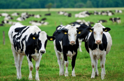 <b>影響奶牛產量減少的因素有哪些?</b>