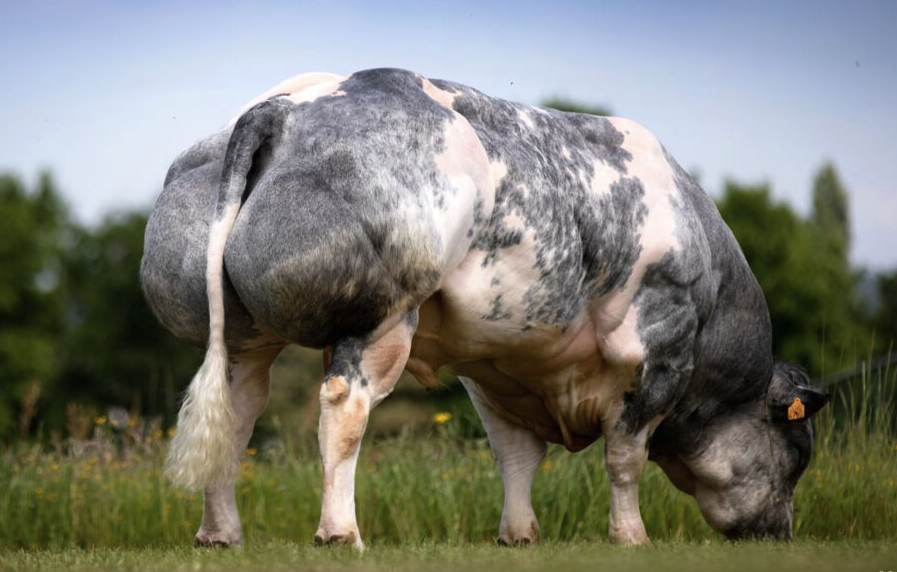 比利時藍牛的飼料如何搭配，需要注意什麼？