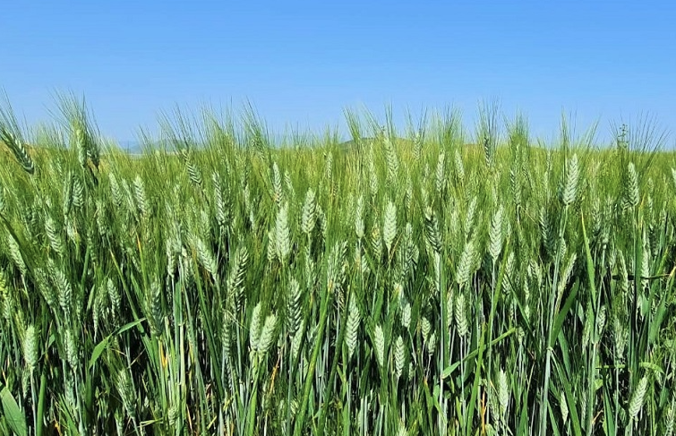 雜草對小麥生長和小麥籽粒有哪些影響?