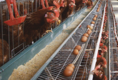 <strong>蛋雞的雞飼料中蛋白質物質主要是什麼為主？</strong>