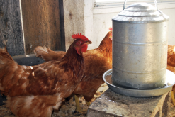 <strong>雞飼料中可以加入貝殼粉嗎，有什麼營養?</strong>