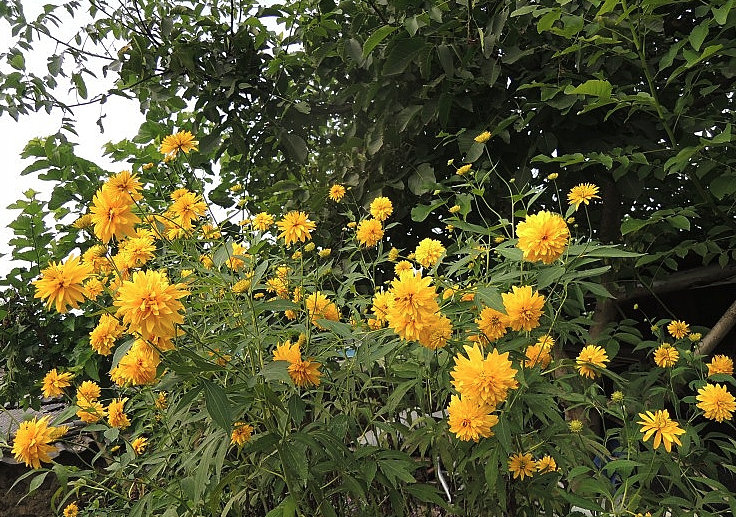 重瓣金光菊如何進行栽培,需要注意什麼?