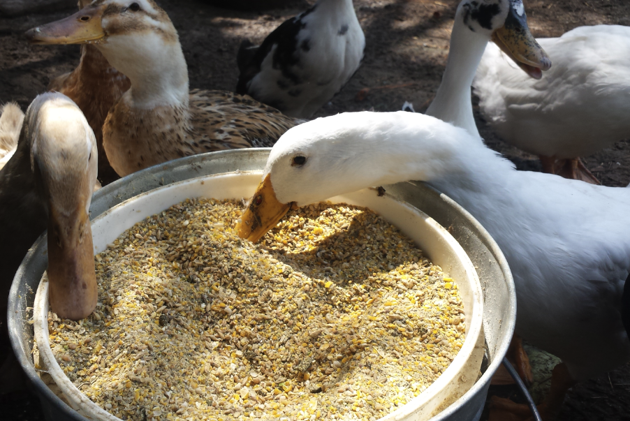 貝殼粉和石粉如何處理才能添加到鴨子飼料中?